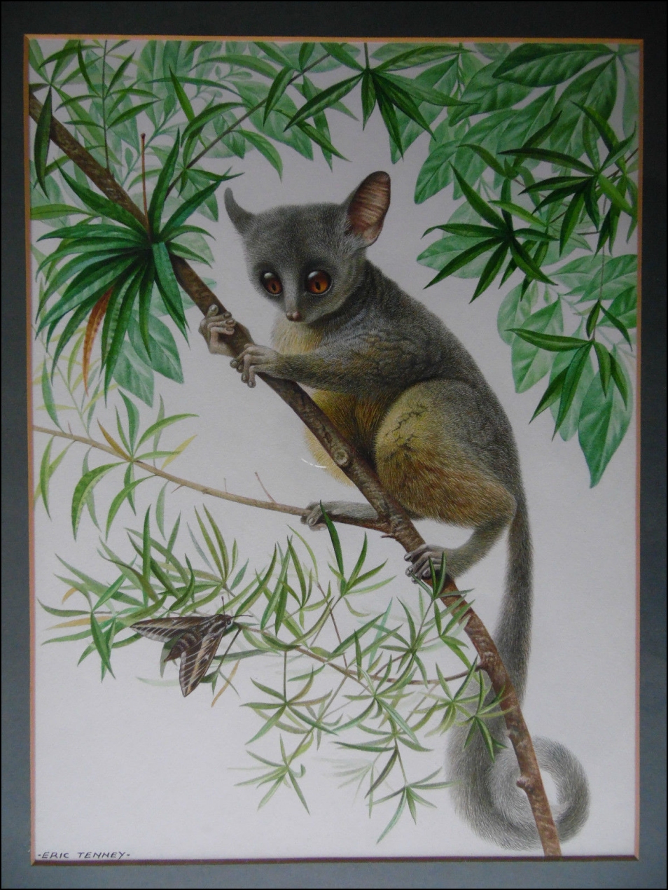 Bushbaby