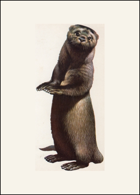 Edal the otter