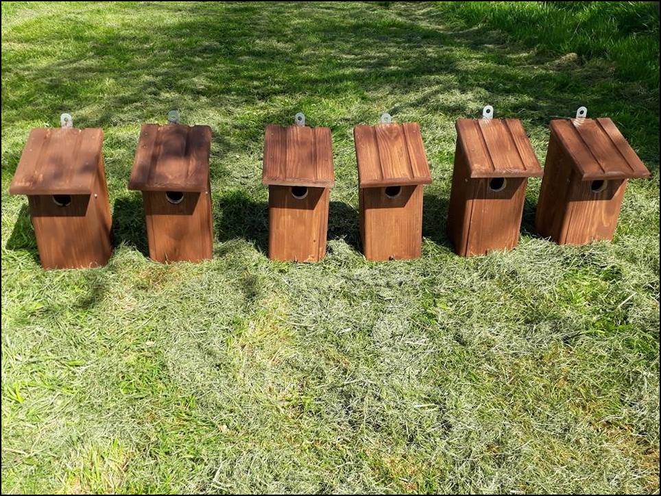 Bird Boxes