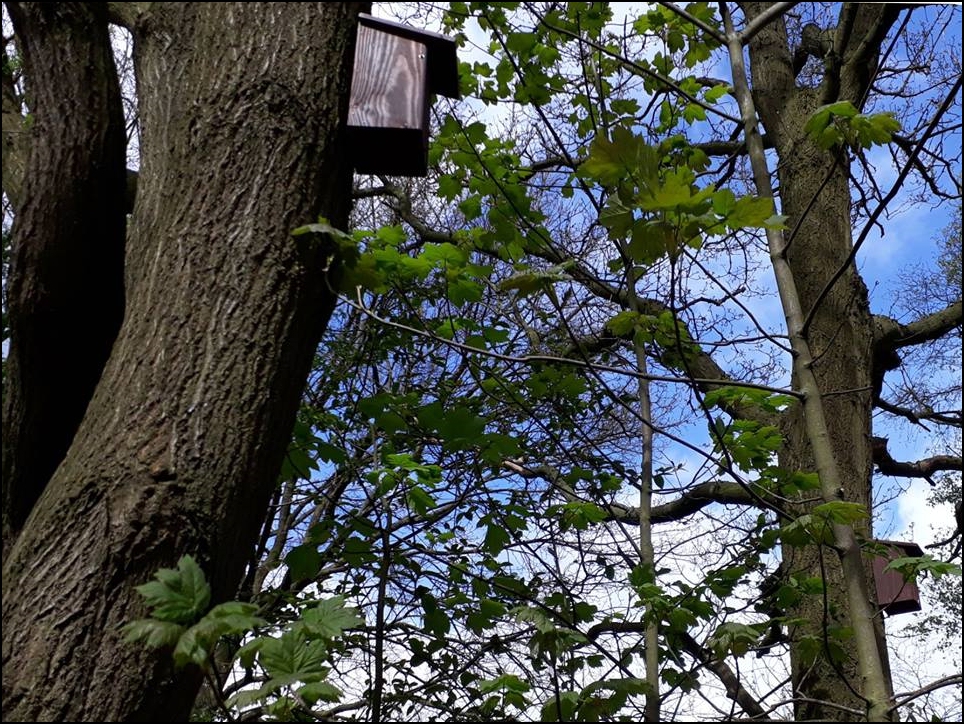 Bird Boxes