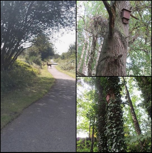 Deer and Bat Boxes