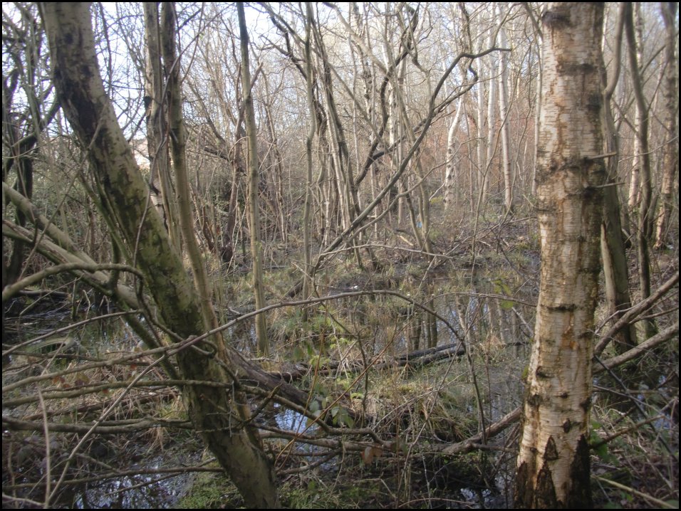 Looking South