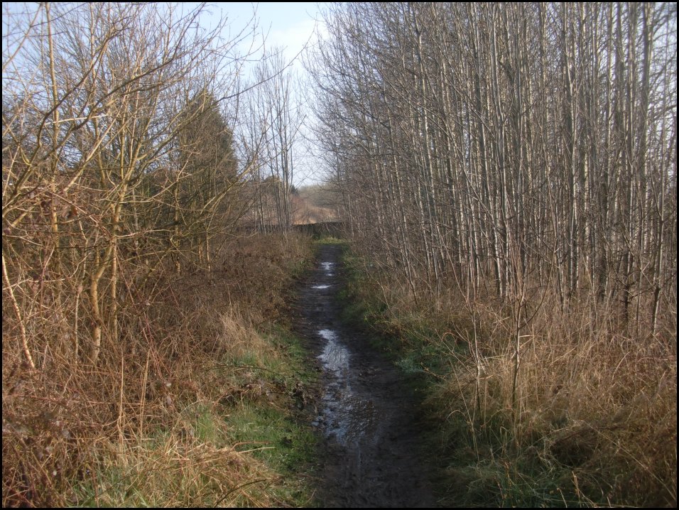 Looking North