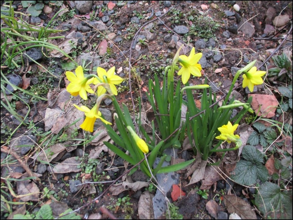 Spring