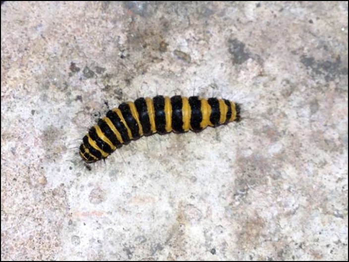 Cinnabar Moth Caterpillar