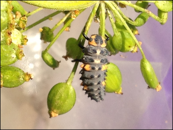 Ladybird Larvae