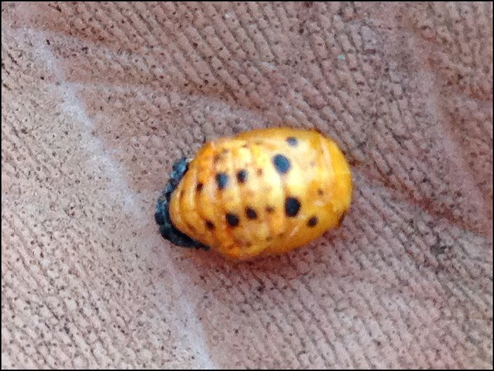 Ladybird Pupa