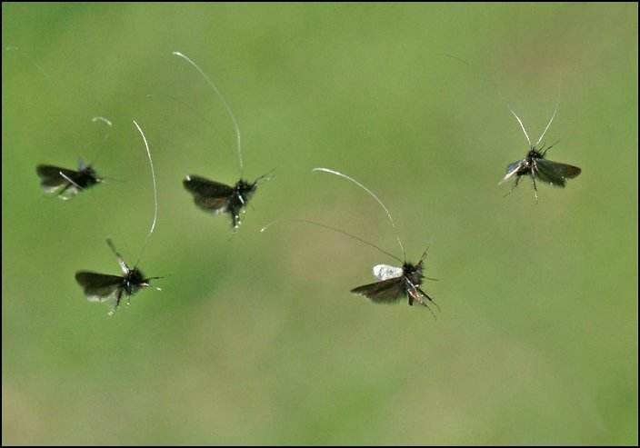 Longhorn Moth