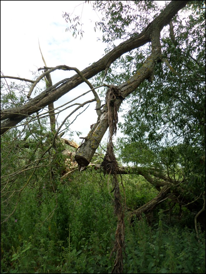 When the wind blew